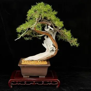 Bonsai at The Huntington