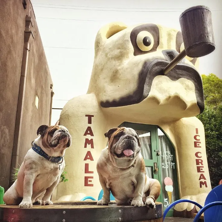 Bulldogs at Idle Hour in North Hollywood