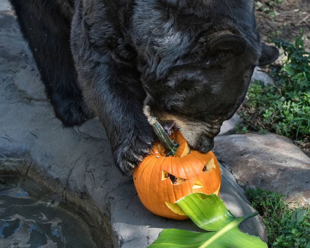 Bear enjoys a pumpkin during Boo at the LA Zoo