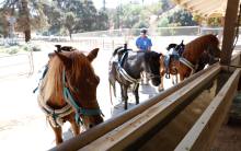 Primary image for Griffith Park Pony Ride